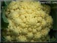 cauliflower