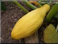 large yellow squash