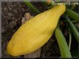 large yellow squash