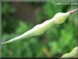 radish seed pod