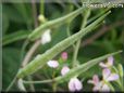 radish seed pod