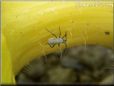 squash bug