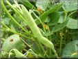 green beans