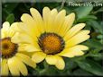 yellow african daisy flower