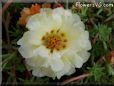 yellow moss rose flower