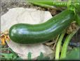 medium zucchini  pictures