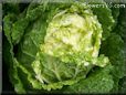 large head lettuce