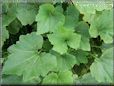squash plant leaves
