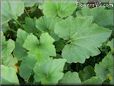 squash plant leaves