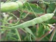 radish seed pod