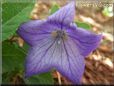 balloon flower