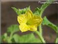 cantaloupe flower blossom