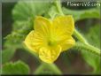 cantaloupe flower blossom pictures
