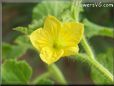 cantaloupe flower blossom