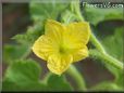 cantaloupe flower blossom
