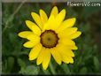 yellow african daisy flower
