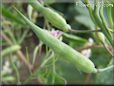 radish seed pod