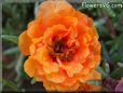 orange moss rose flower