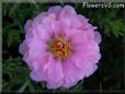 pink moss rose flower
