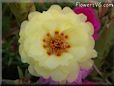 yellow moss rose flower