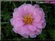 pink moss rose flower