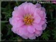 pink moss rose flower