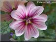 pink mallow flower