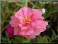 pink moss rose flower