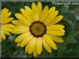 yellow african daisy flower