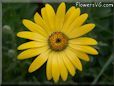 yellow african daisy flower