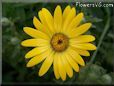yellow african daisy flower