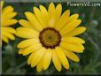 yellow african daisy pictures