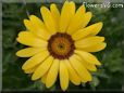 yellow african daisy flower