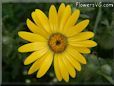yellow african daisy flower