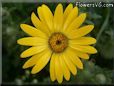yellow african daisy flower