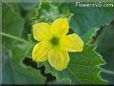 cantaloupe flower blossom