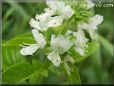 sweet basil blossom flower