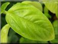 sweet basil