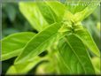 sweet basil