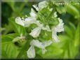 sweet basil blossom flower