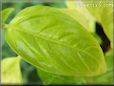 sweet basil