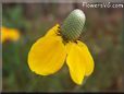 yellow mexican hat flower