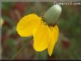 yellow mexican hat flower