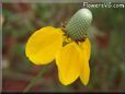 yellow mexican hat flower