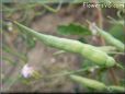 radish seed pod