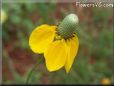 yellow mexican hat flower