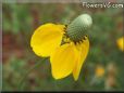 yellow mexican hat flower