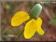 yellow mexican hat flower