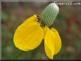 yellow mexican hat flower