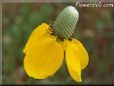 yellow mexican hat flower